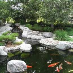 Natural Koi pond