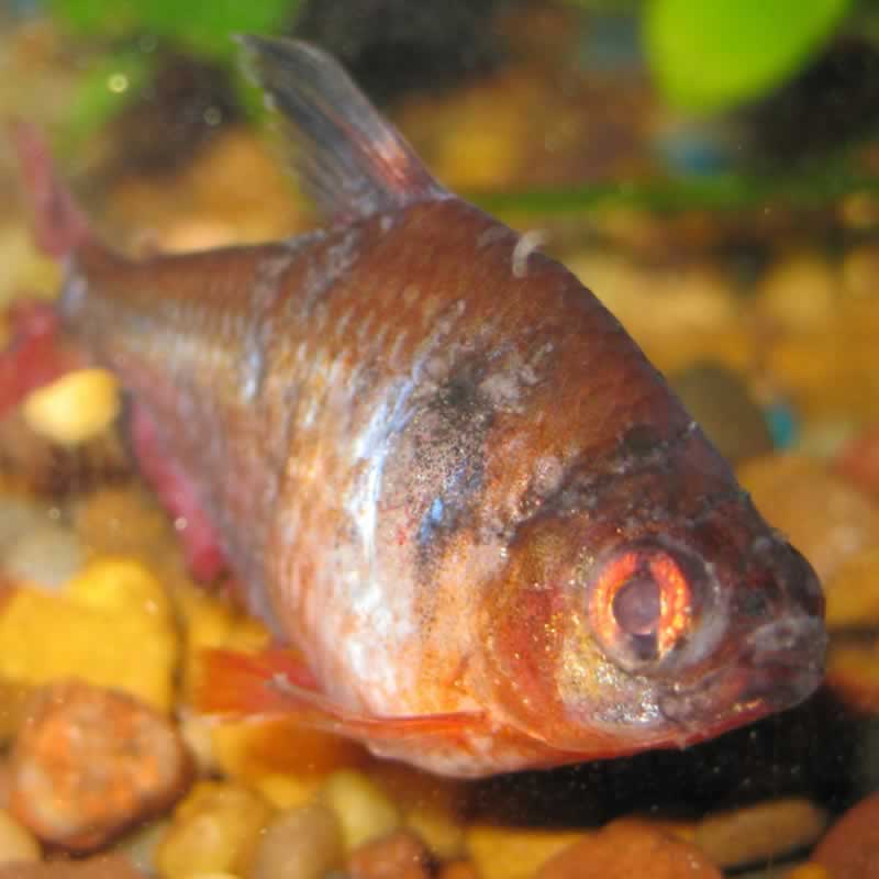 Fish Care & Visual Fish Health Checks Perfect Ponds